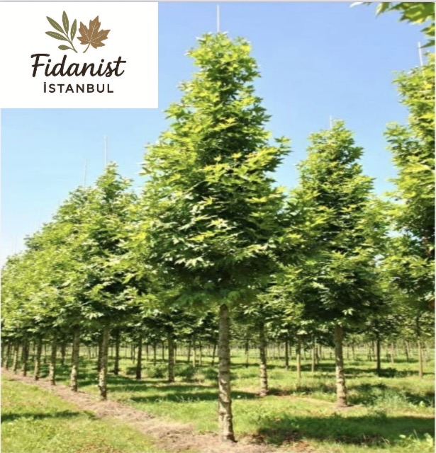 SATIŞINI YAPTIĞIMIZ ÜRÜNLER
-MEYVE FİDANLARI (ELMA,ARMUT,ŞEFTALİ,CEVİZ,NAR VB.)
-SÜS AĞAÇLARI (ÇINAR, OYA, AKÇAAĞAÇ, IHLAMUR,LİGUSTRUM ,SIĞLA VB.)
-ÇAM VE ÇALI TÜRLERİ
-PEYZAJ VE İSKAN AĞAÇLARI (16/18-18/20-25/30 CM MİN 3M BOYUNDA TEPE TAÇ BÖLGESİ TİJLİ , DÜZGÜN FORMLU EN AZ 2 YIL KÖKLENMİŞ SAKSILI AĞAÇLARDIR.
-ÜRÜNLERİMİZ BELEDİYE TARAFINDAN TAYİN EDİLEN DİKİME UYGUN CEZA VE İSKANDAN GEÇECEK AĞAÇLARDIR.
-ÜRÜNLERİMİZİN STOK VE FİYAT BİLGİSİ İÇİN WP'TAN İLETİŞİME GEÇEBİLİRSİNİZ.