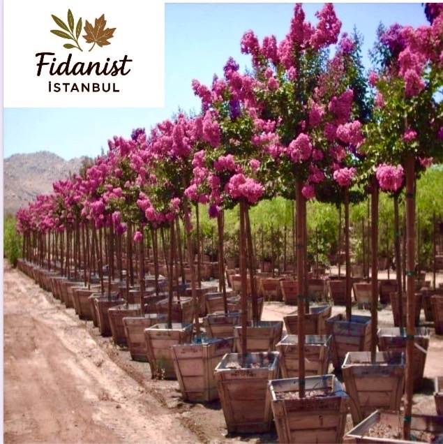 Fidan Üretim ve Satışlarımız.