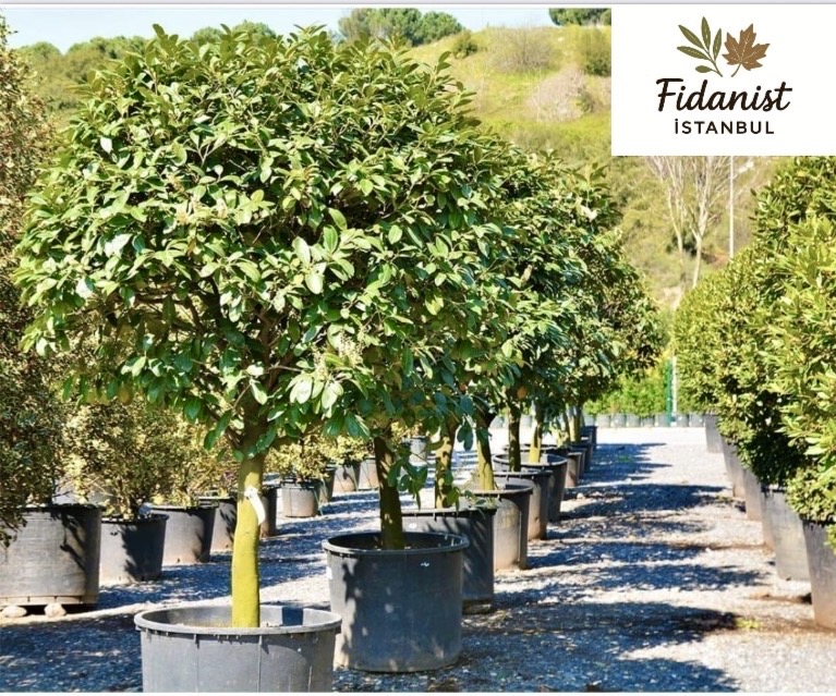 FİDANİST İSTANBUL OLARAK, PROFESYONEL, SAĞLIKLI VE DİKİME HAZIR FİDANLARI TÜRKİYE'NİN HER YERİNE GÖNDERİYORUZ.
TÜM ÜRÜNLERİMİZ SERTİFİKALI,TÜPLÜ,KÖK YAPISI GÜÇLÜ,ADAPTASYONLU YÜKSEK FİDANLARDIR.